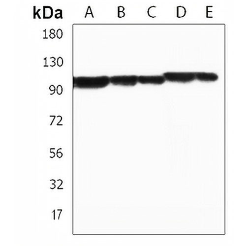 PCSK1 Rabbit Polyclonal Antibody