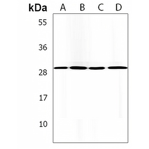 COPS7B Rabbit Polyclonal Antibody