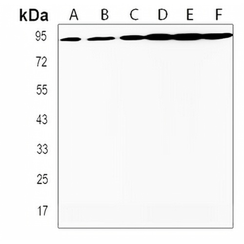 TAF4 Rabbit Polyclonal Antibody
