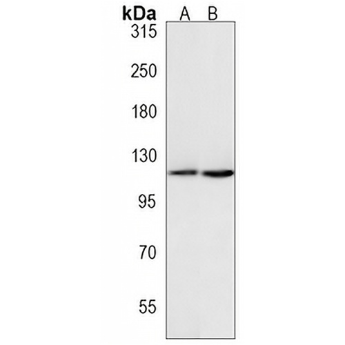 NOP2 Rabbit Polyclonal Antibody