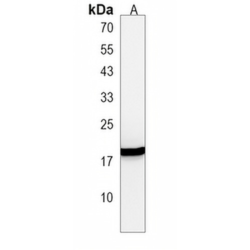 IL-23 alpha Rabbit Polyclonal Antibody