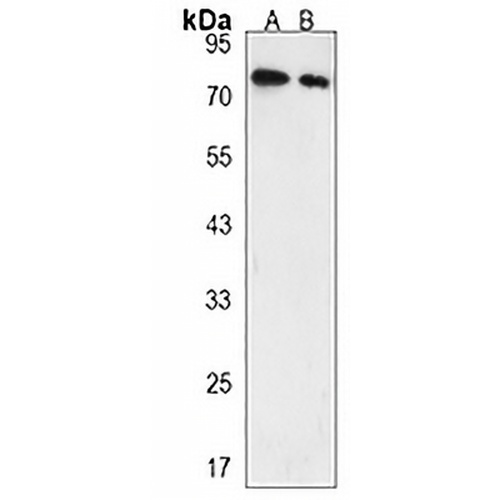 CD110 Rabbit Polyclonal Antibody