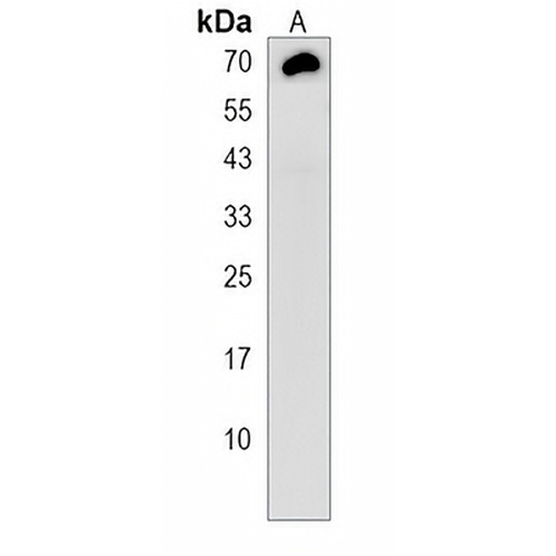 TMEM106B Rabbit Polyclonal Antibody