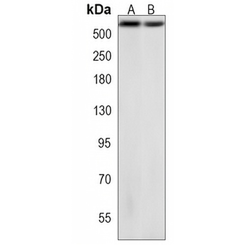 BIRC6 Rabbit Polyclonal Antibody