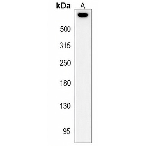 SYNE2 Rabbit Polyclonal Antibody