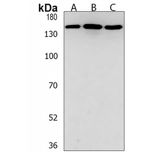 CD136 Rabbit Polyclonal Antibody