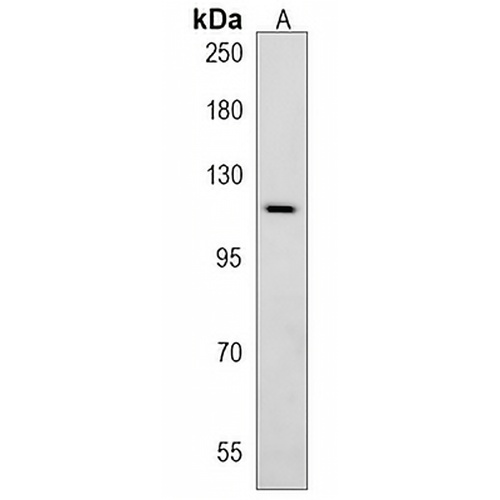 ATP1A4 Rabbit Polyclonal Antibody