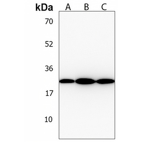 BCL2L10 Rabbit Polyclonal Antibody