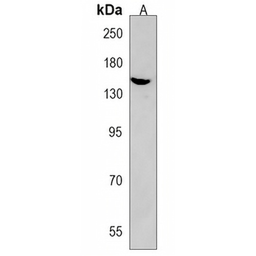 SEC24B Rabbit Polyclonal Antibody
