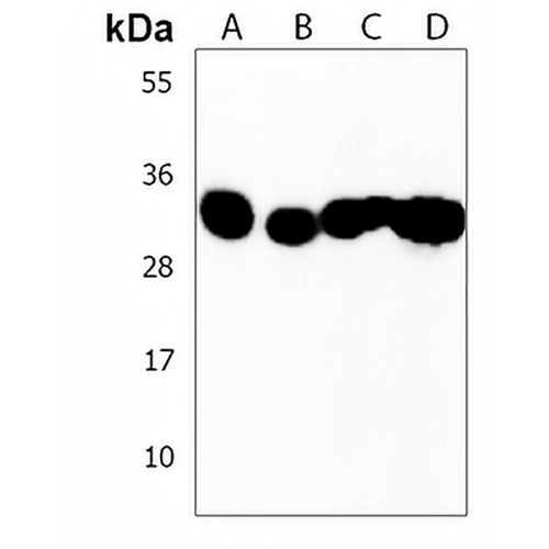 OR7C2 Rabbit Polyclonal Antibody