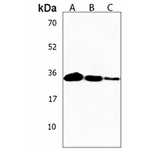 OR2AE1 Rabbit Polyclonal Antibody