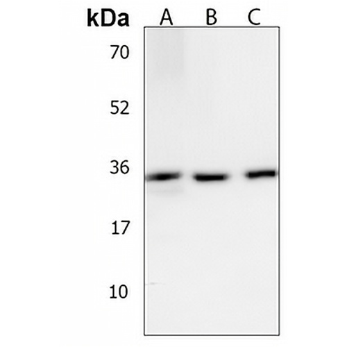 OR6C3 Rabbit Polyclonal Antibody