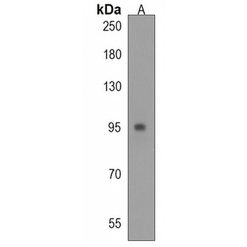Semaphorin 6A Rabbit Polyclonal Antibody