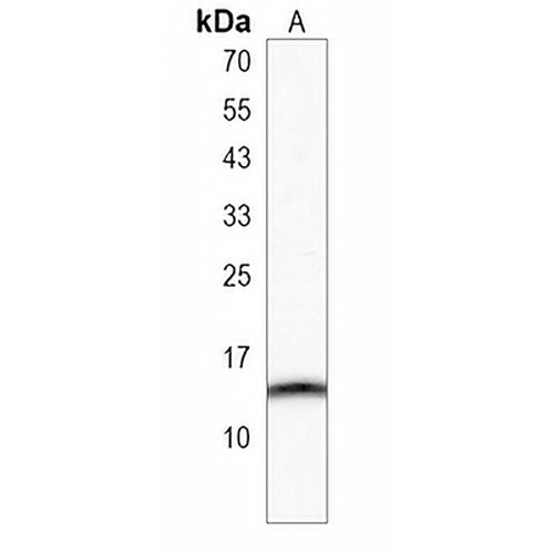 SPRN Rabbit Polyclonal Antibody
