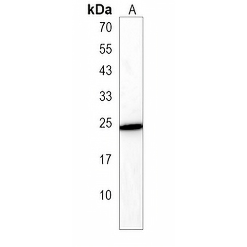 C16orf54 Rabbit Polyclonal Antibody