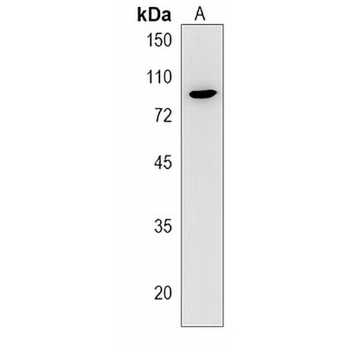 MISP Rabbit Polyclonal Antibody
