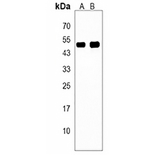 ISLR Rabbit Polyclonal Antibody