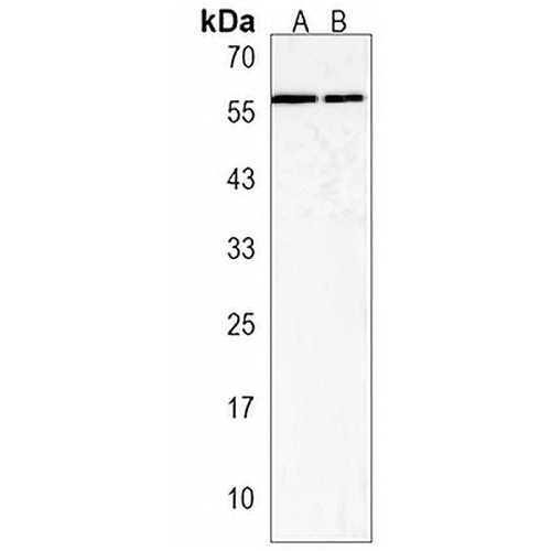 MICALL2 Rabbit Polyclonal Antibody