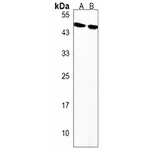 OPN1MW Rabbit Polyclonal Antibody