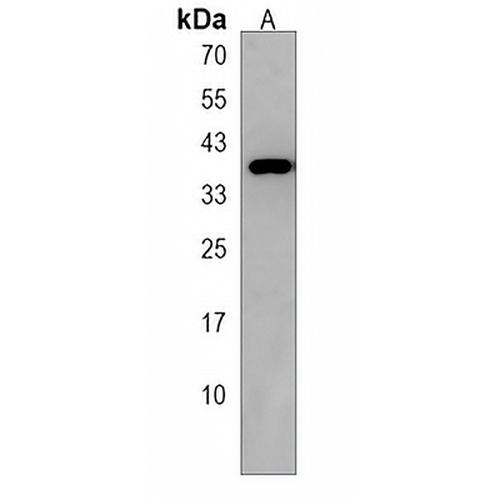 MFAP4 Rabbit Polyclonal Antibody