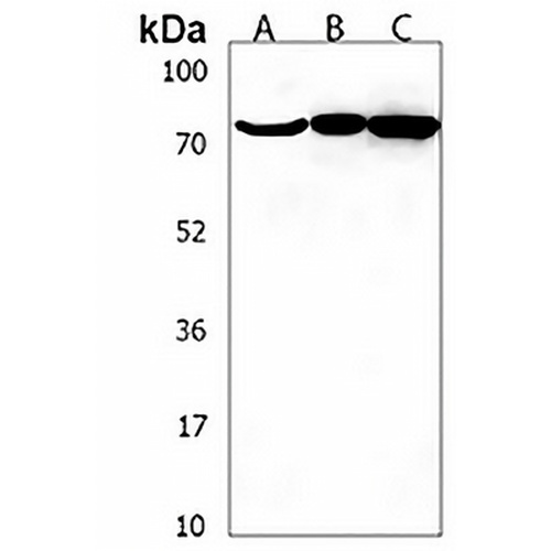 PRG1 Rabbit Polyclonal Antibody