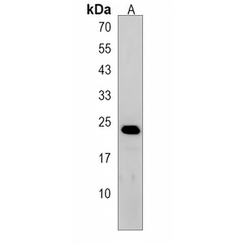 PTPLB Rabbit Polyclonal Antibody