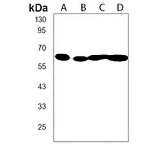 CD80 Rabbit Polyclonal Antibody