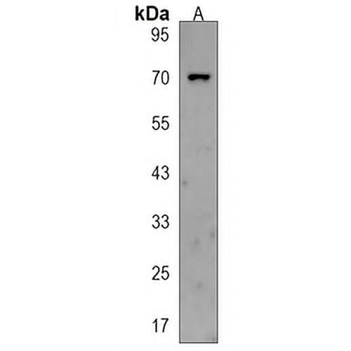 STRIP2 Rabbit Polyclonal Antibody