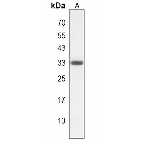 FAM92A1 Rabbit Polyclonal Antibody