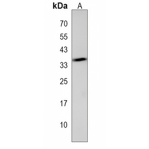 SPATC1L Rabbit Polyclonal Antibody