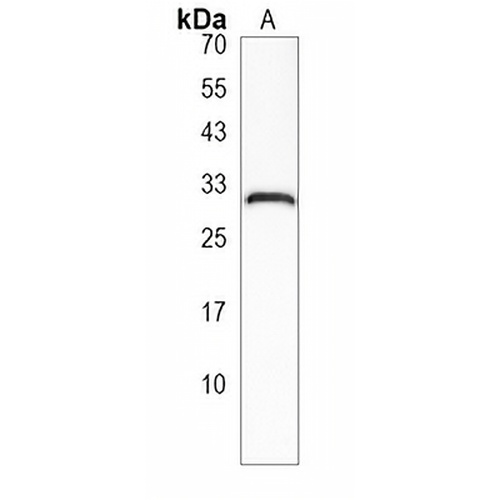 CXorf56 Rabbit Polyclonal Antibody