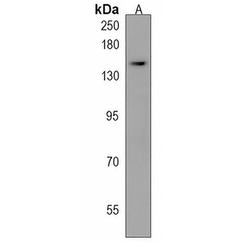 FAN1 Rabbit Polyclonal Antibody