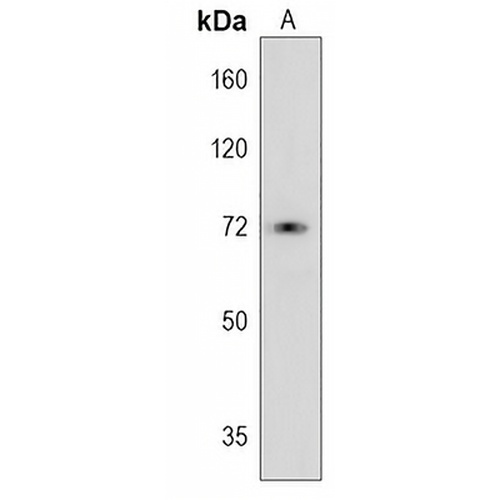 Alpha-L-iduronidase Rabbit Polyclonal Antibody