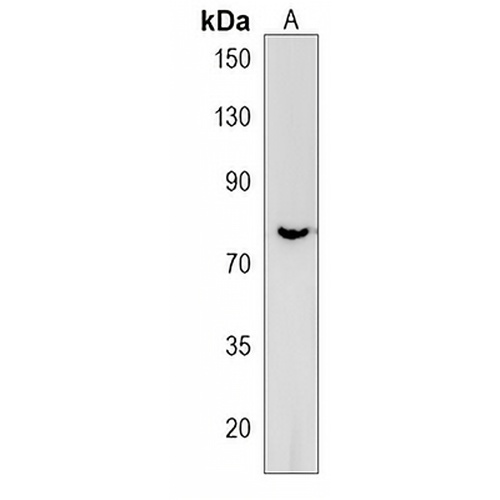 CLASRP Rabbit Polyclonal Antibody