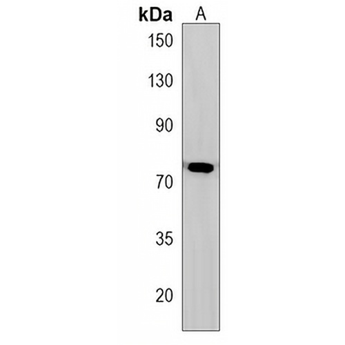 GGNBP2 Rabbit Polyclonal Antibody