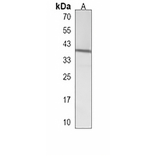NIPAL2 Rabbit Polyclonal Antibody