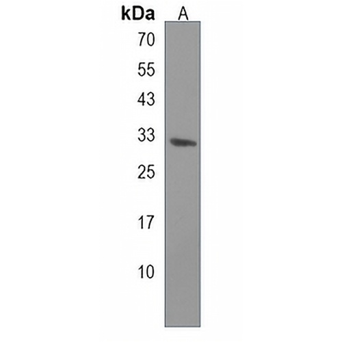 CRLS1 Rabbit Polyclonal Antibody