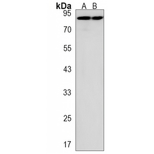 DEPDC1 Rabbit Polyclonal Antibody