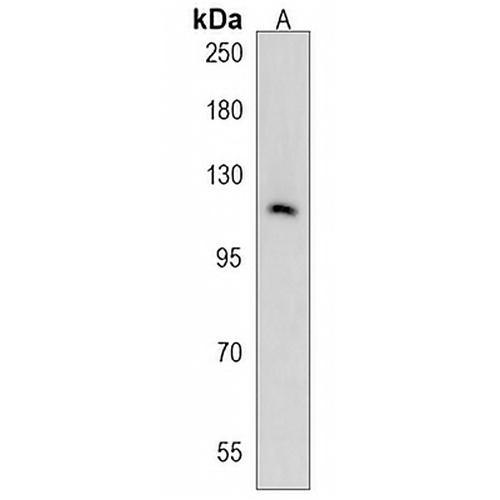 IPO7 Rabbit Polyclonal Antibody