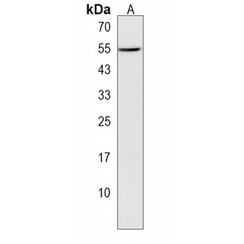 GKAP1 Rabbit Polyclonal Antibody