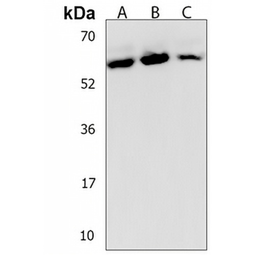 DYNC1LI2 Rabbit Polyclonal Antibody