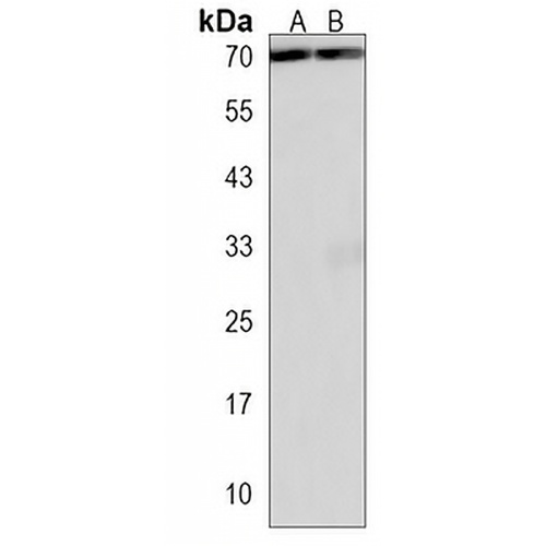 WDR43 Rabbit Polyclonal Antibody