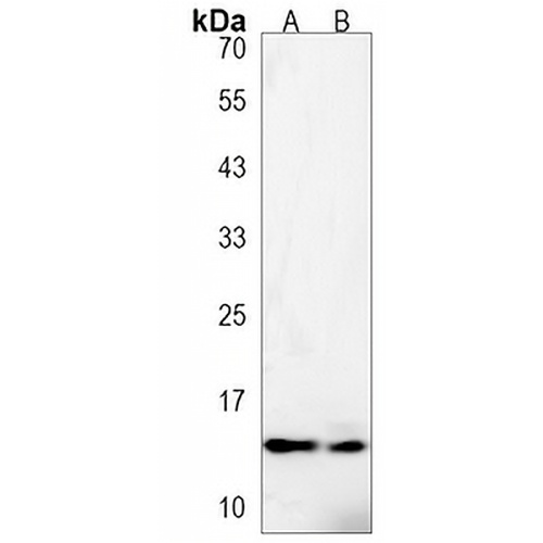 fabp10a Rabbit Polyclonal Antibody