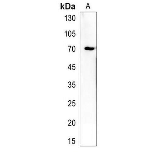 lcp1 Rabbit Polyclonal Antibody
