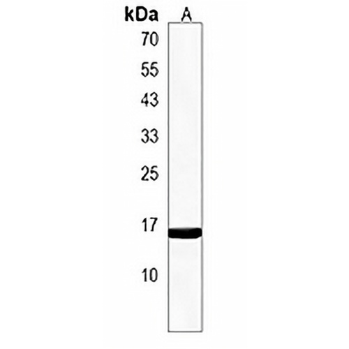 fundc1 Rabbit Polyclonal Antibody