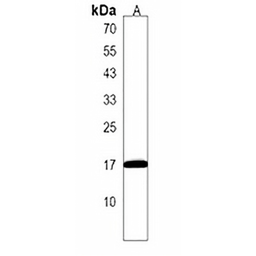Eva1a Rabbit Polyclonal Antibody