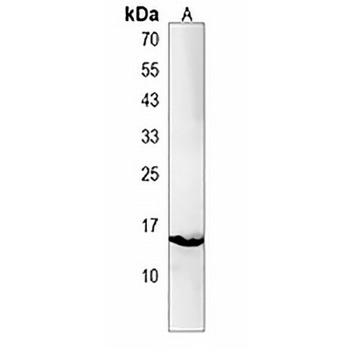 cisd2 Rabbit Polyclonal Antibody