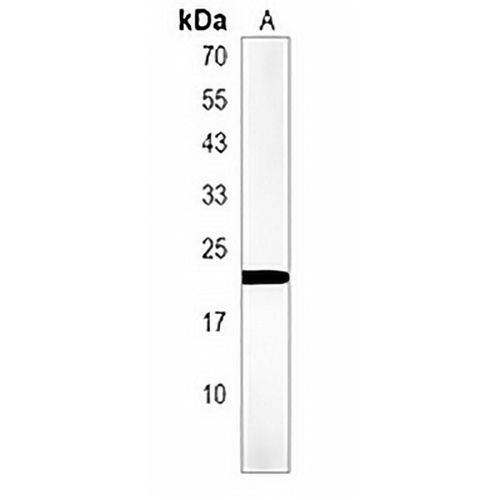 soga3b Rabbit Polyclonal Antibody