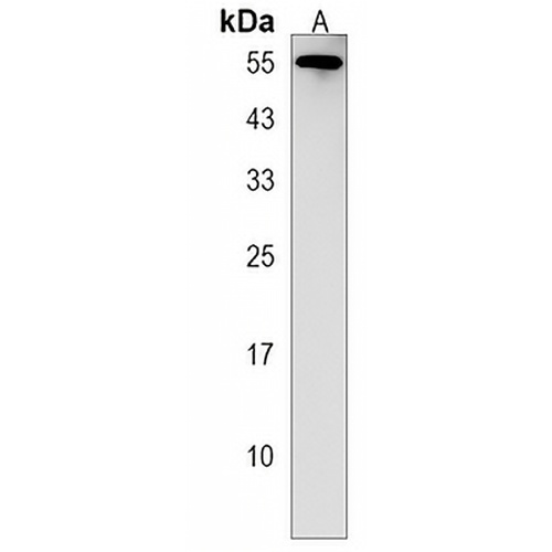 becn1 Rabbit Polyclonal Antibody