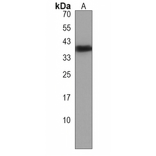 rho Rabbit Polyclonal Antibody